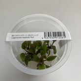 ADA 玄武之石赤 Lagenendra meeboldii 'red' IC217